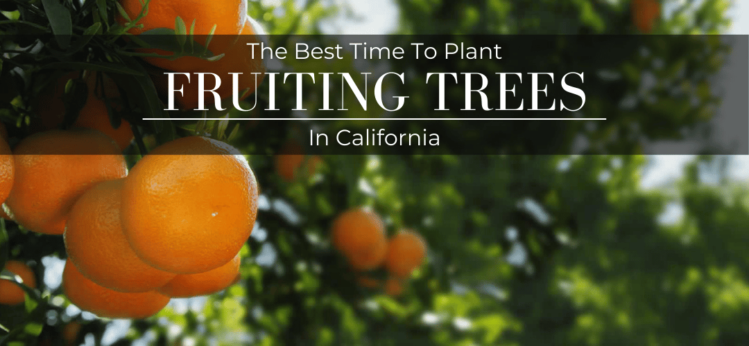 BEST TIME TO PLANT TREES IN SOUTHERN CALIFORNIA visual data 7
